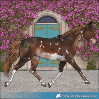 Horse Color:White Spotted Liver Chestnut Tobiano