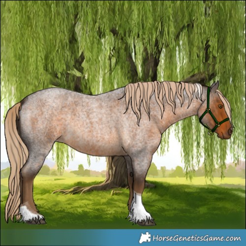 Horse Color:Chocolate Palomino Roan Tobiano 