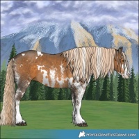 Horse Color:White Spotted Chocolate Palomino Rabicano