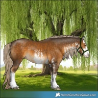 Horse Color:White Spotted Chocolate Palomino 