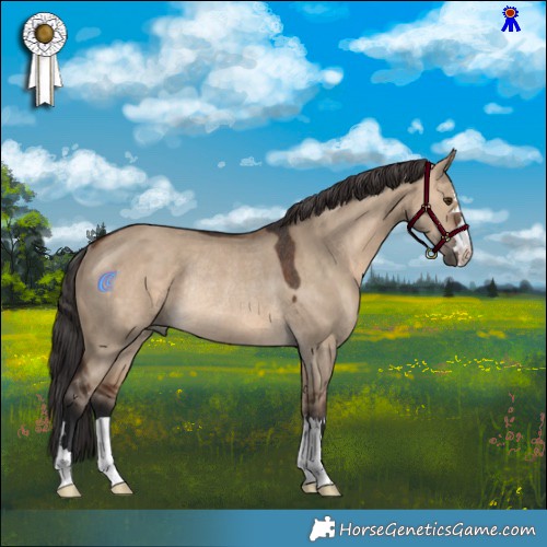 Horse Color:Brown Dun Rabicano
