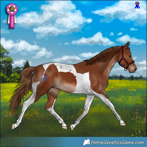 Horse Color:Chestnut Tobiano 