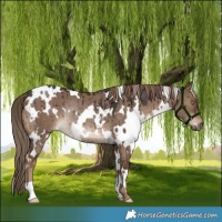 Horse Color:White Spotted Liver Red Dun Rabicano Brindle