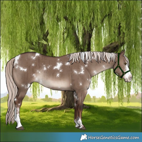 Horse Color:White Spotted Liver Red Dun Mushroom Sabino Rabicano Brindle 