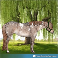 Horse Color:White Spotted Liver Red Dun Roan Brindle