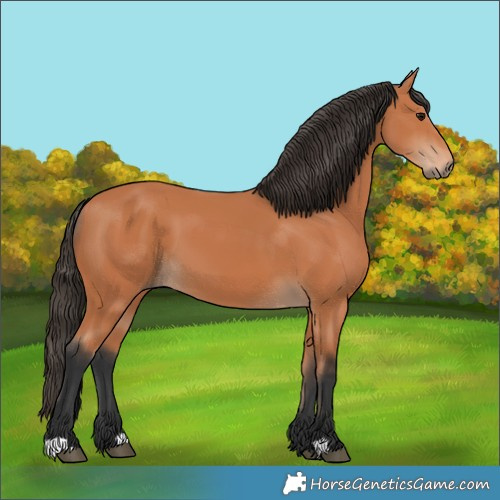 Horse Color:Bay 