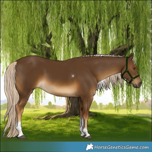 Horse Color:Chocolate Palomino Tobiano Rabicano 