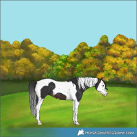 Horse Color:Brown Splash Tobiano