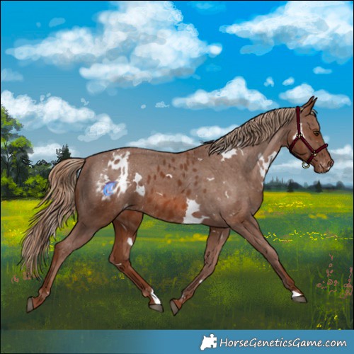 Horse Color:White Spotted Chestnut Skewed Appaloosa 