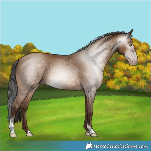 Horse Color:Gray Amber Champagne Tobiano 