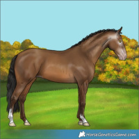 Horse Color:Gray Amber Champagne Tobiano 