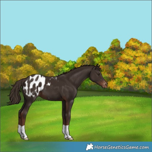 Horse Color:Liver Chestnut Appaloosa