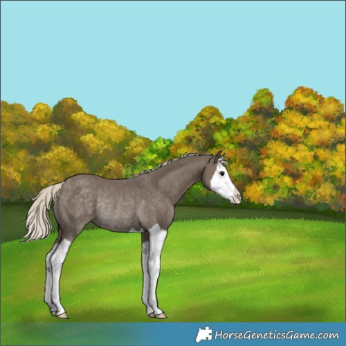Horse Color:Silver Smoky Black Splash Rabicano