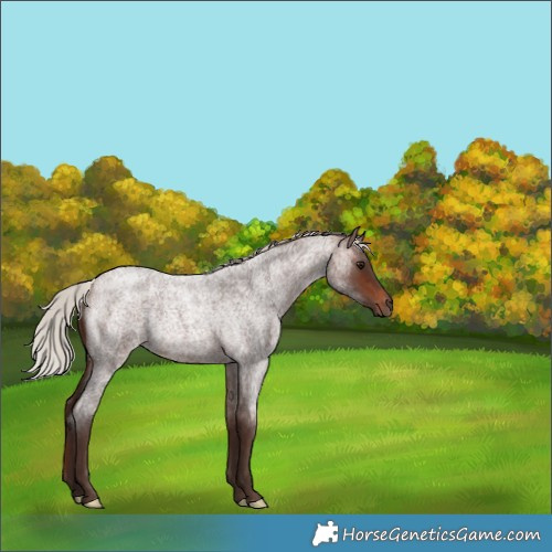 Horse Color:Silver Brown Roan Rabicano