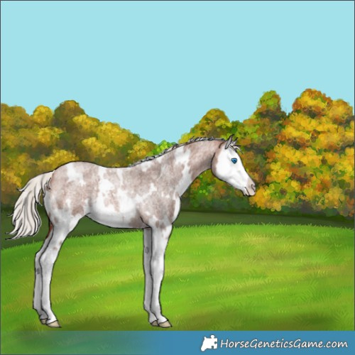Horse Color:White Spotted Silver Brown Roan Splash Rabicano