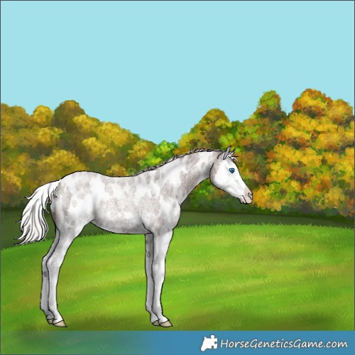 Horse Color:White Spotted Silver Blue Roan Splash Rabicano 