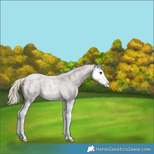 Horse Color:Silver Blue Roan Splash Rabicano 
