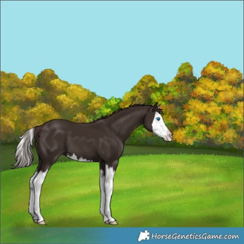 Horse Color:Liver Chestnut Splash