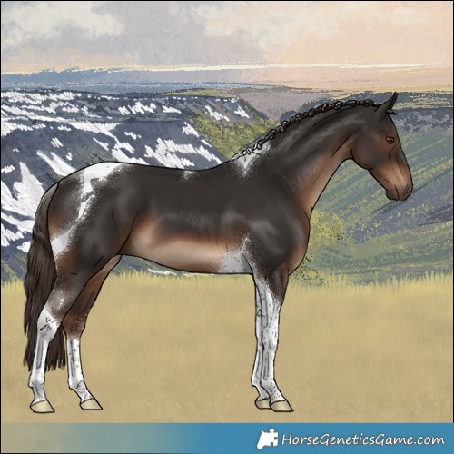 Horse Color:Liver Chestnut Tobiano 
