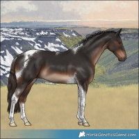 Horse Color:Liver Chestnut Tobiano