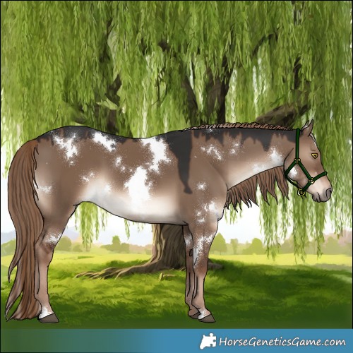 Horse Color:White Spotted Liver Red Dun 