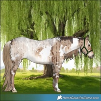 Horse Color:White Spotted Liver Red Dun Brindle 