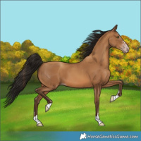 Horse Color:Gray Amber Champagne 
