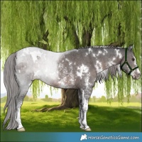 Horse Color:Platinum White Spotted Liver Chestnut Sabino 