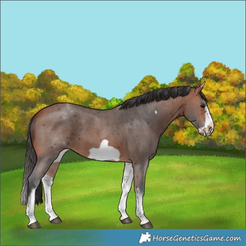 Horse Color:White Spotted Bay Sabino Frame 