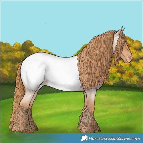 Horse Color:Red Roan Appaloosa 