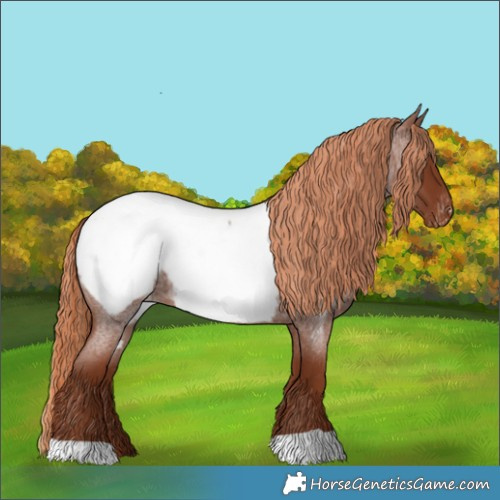 Horse Color:Red Roan Appaloosa