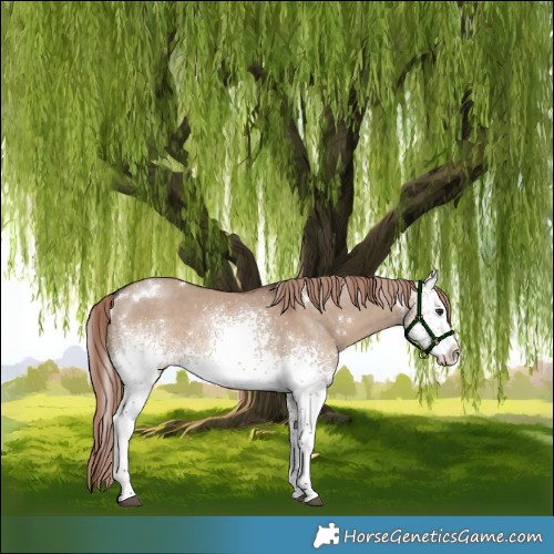 Horse Color:White Spotted Liver Red Dun