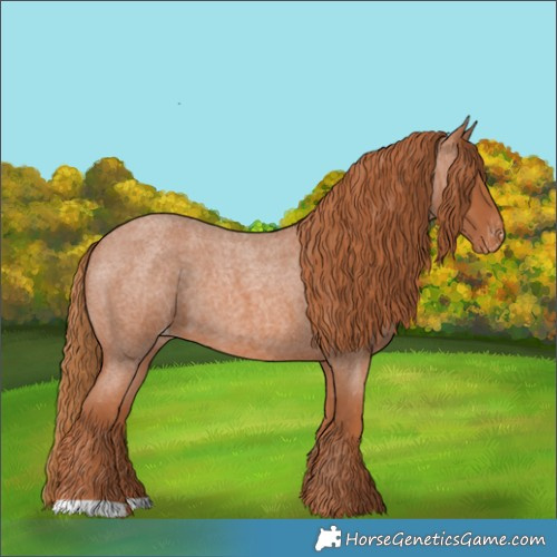 Horse Color:Red Roan Appaloosa 
