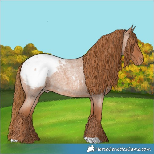 Horse Color:Red Roan Appaloosa 