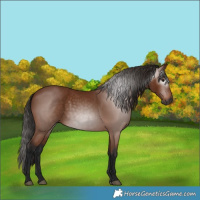 Horse Color:Gray Bay 