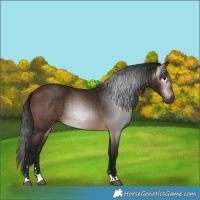 Horse Color:Gray Bay 