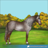 Horse Color:Gray Chestnut 