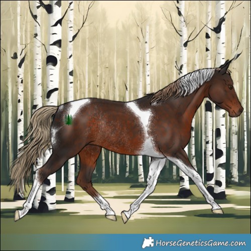 Horse Color:Liver Chestnut Tobiano Rabicano 