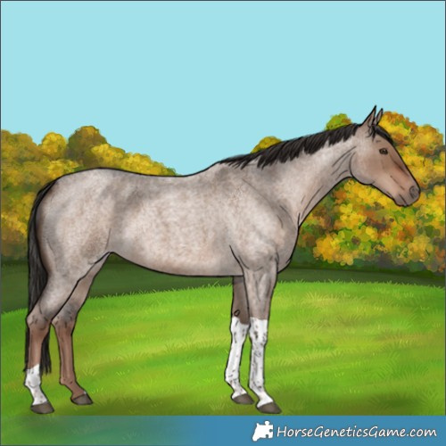 Horse Color:Liver Red Dun Roan Tobiano 