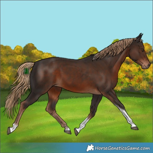 Horse Color:Liver Chestnut Tobiano 