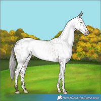 Horse Color:Gray Amber Champagne Near Leopard 