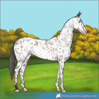 Horse Color:Gray Amber Champagne Appaloosa 