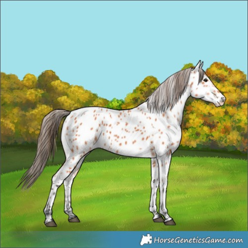 Horse Color:Bay Appaloosa 