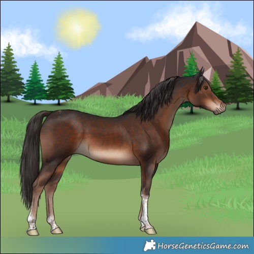 Horse Color:White Spotted Liver Chestnut Tobiano 