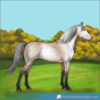 Horse Color:Gray Bay Dun 