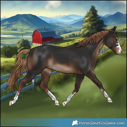 Horse Color:Liver Chestnut 