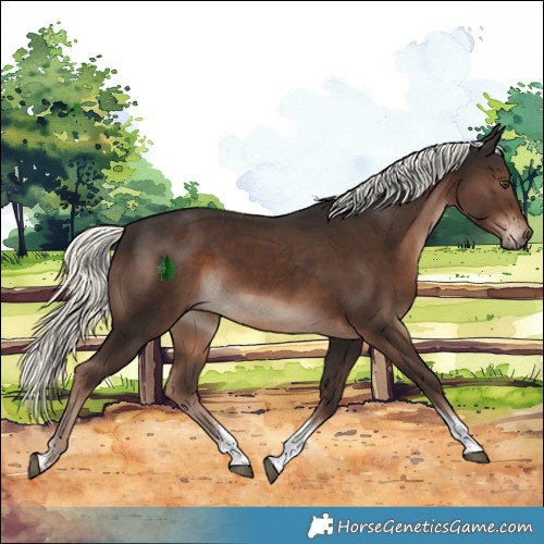 Horse Color:Liver Chestnut Mushroom Tobiano Rabicano