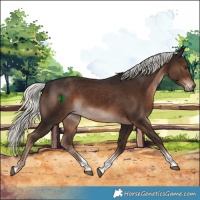 Horse Color:Liver Chestnut Mushroom Tobiano Rabicano