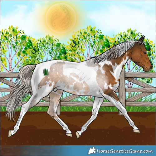Horse Color:White Spotted Chocolate Palomino Tobiano 
