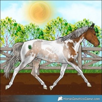Horse Color:White Spotted Chocolate Palomino Tobiano 